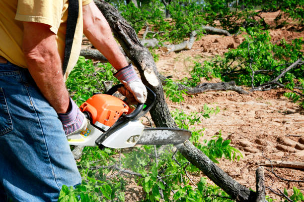 Best Dead Tree Removal  in Glenwood, GA